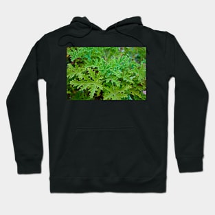 Sherman Gardens Study 26 Hoodie